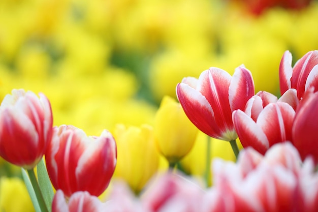 Flores de tulipa