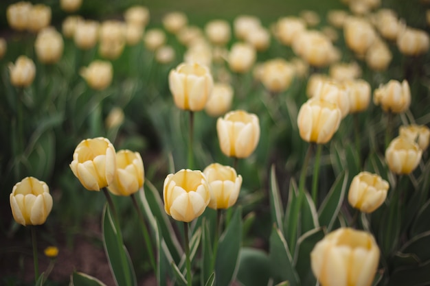 Flores de tulipas amarelas close-up no parque