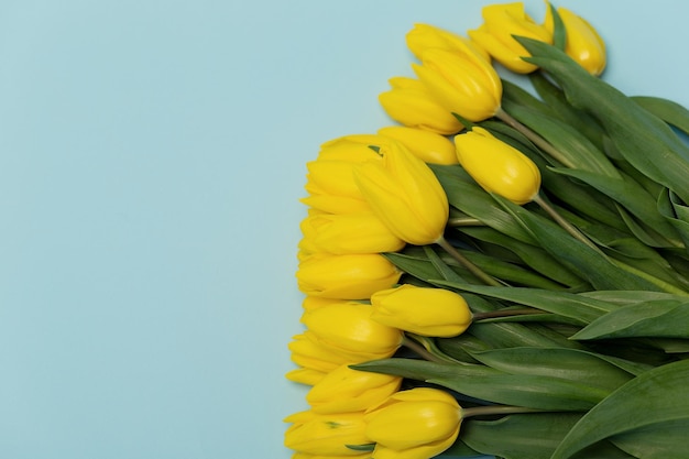 Flores de tulipas amarelas coloridas em um fundo azul Com espaço para copiar o feriado das mulheres Dia das Mães