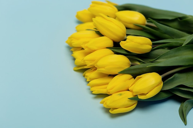 Flores de tulipas amarelas coloridas em um fundo azul Com espaço para copiar o feriado das mulheres Dia das Mães