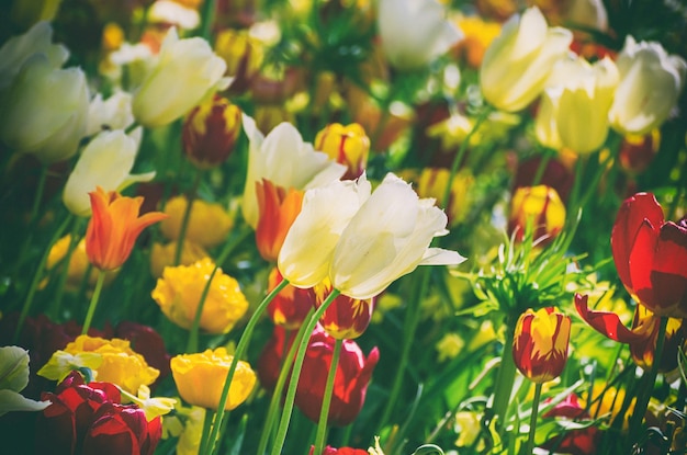 Flores de tulipas amarelas e brancas