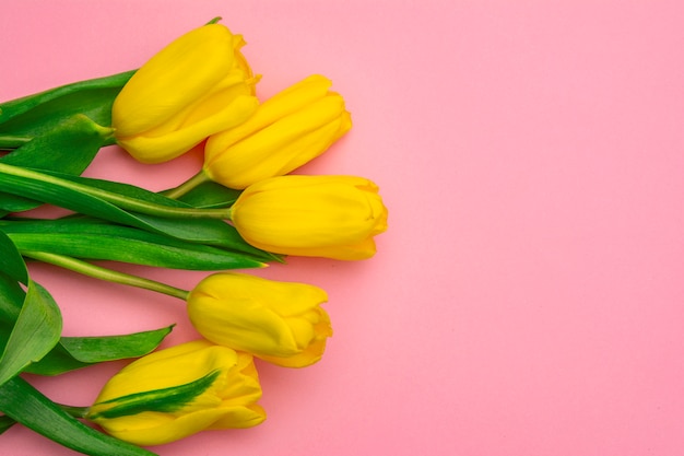 Flores de tulipas amarelas sobre fundo rosa. Esperando pela primavera. Cartão de feliz Páscoa Vista plana leiga, superior. Copie o espaço para texto
