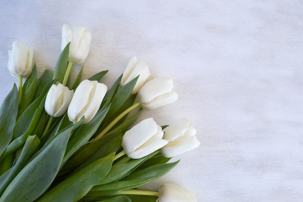 Flores de tulipas brancas em fundo branco de madeira. Copie o espaço.