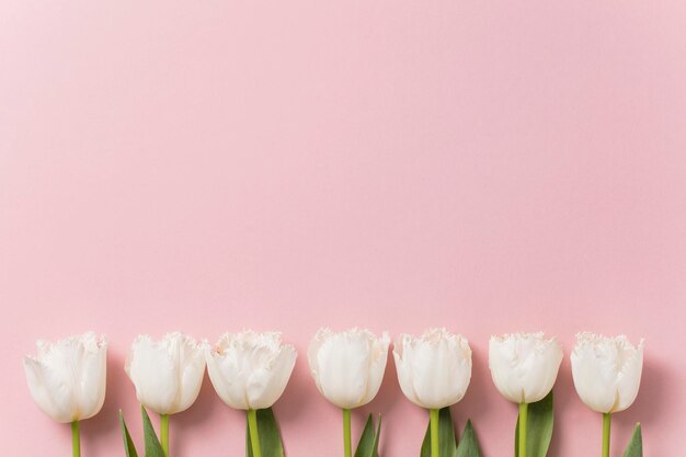 Flores de tulipas brancas em um fundo rosa pastel