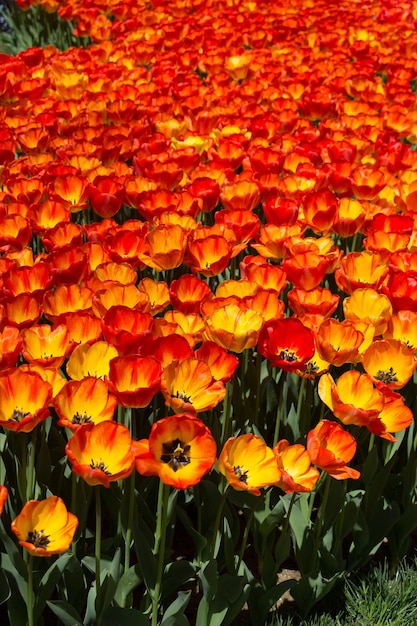 Flores de tulipas coloridas como fundo no jardim