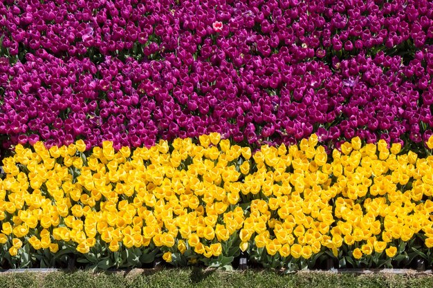 Flores de tulipas coloridas como fundo no jardim