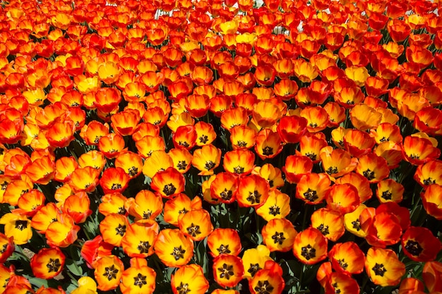 Flores de tulipas coloridas como pano de fundo no jardim