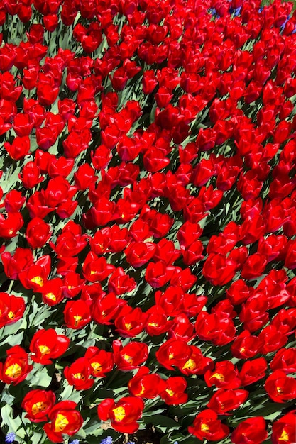 Flores de tulipas coloridas como pano de fundo no jardim