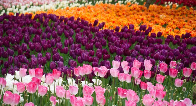 Flores de tulipas coloridas em flor como fundo floral