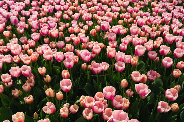 Flores de tulipas cor de rosa florescendo no belo jardim