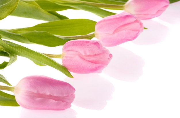 Flores de tulipas cor de rosa isoladas no fundo branco