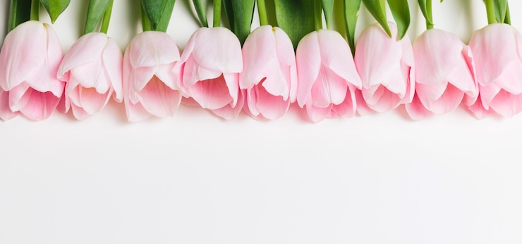 Foto flores de tulipas em flor rosa claro em fila sobre fundo branco sp