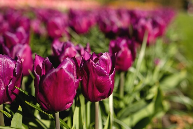 Foto flores de tulipas escuras em um leito de flores na holanda vista lateral foco seletivo