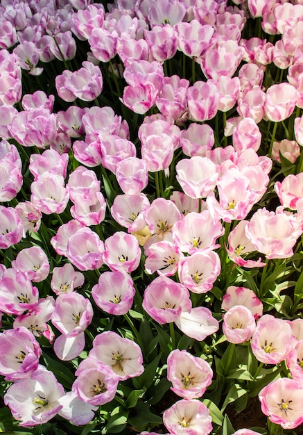 Flores de tulipas florescendo como fundo de planta floral