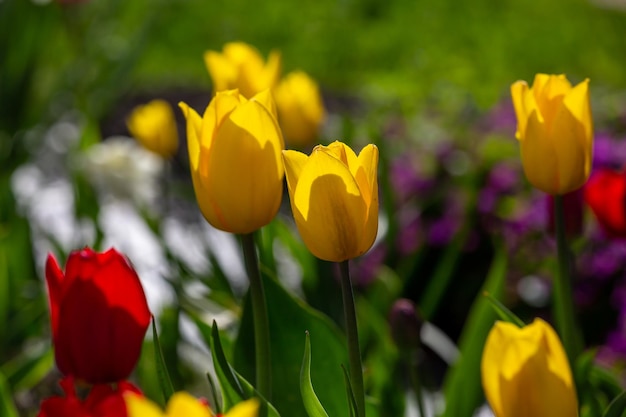 Flores de tulipas florescendo multicoloridas em um dia ensolarado na primavera