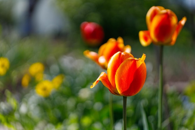 Flores de tulipas laranja brilhante com espaço de cópia para texto Jardim de tulipas florescendo na primavera