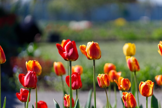 Flores de tulipas laranja brilhante Jardim de tulipas florescendo na primavera Fundo de flores