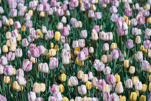 Flores de tulipas multicoloridas