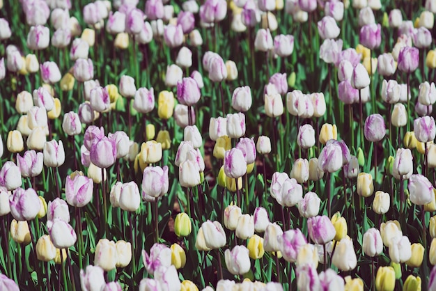 Flores de tulipas multicoloridas