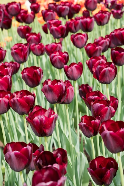 Flores de tulipas pretas coloridas florescendo em um jardim