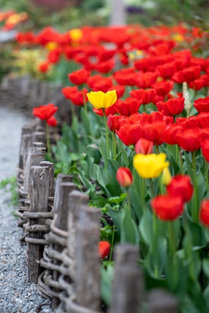 flores de tulipas vermelhas e amarelas brilhantes florescendo no jardim ao longo da cerca de madeira foco suave