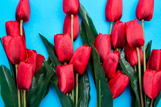 Flores de tulipas vermelhas em fundo azul