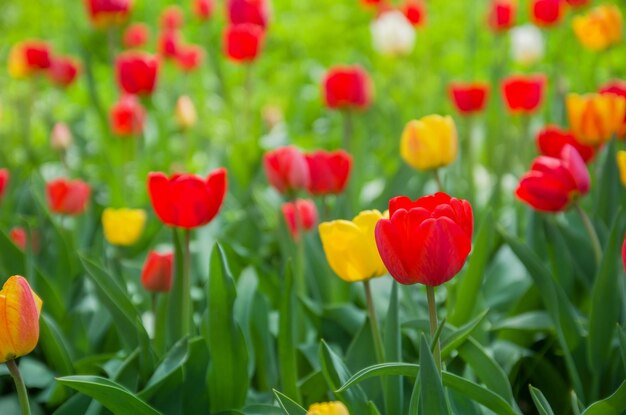 Flores de tulipas vermelhas em um caule entre as folhas linda paisagem de primavera ou verão