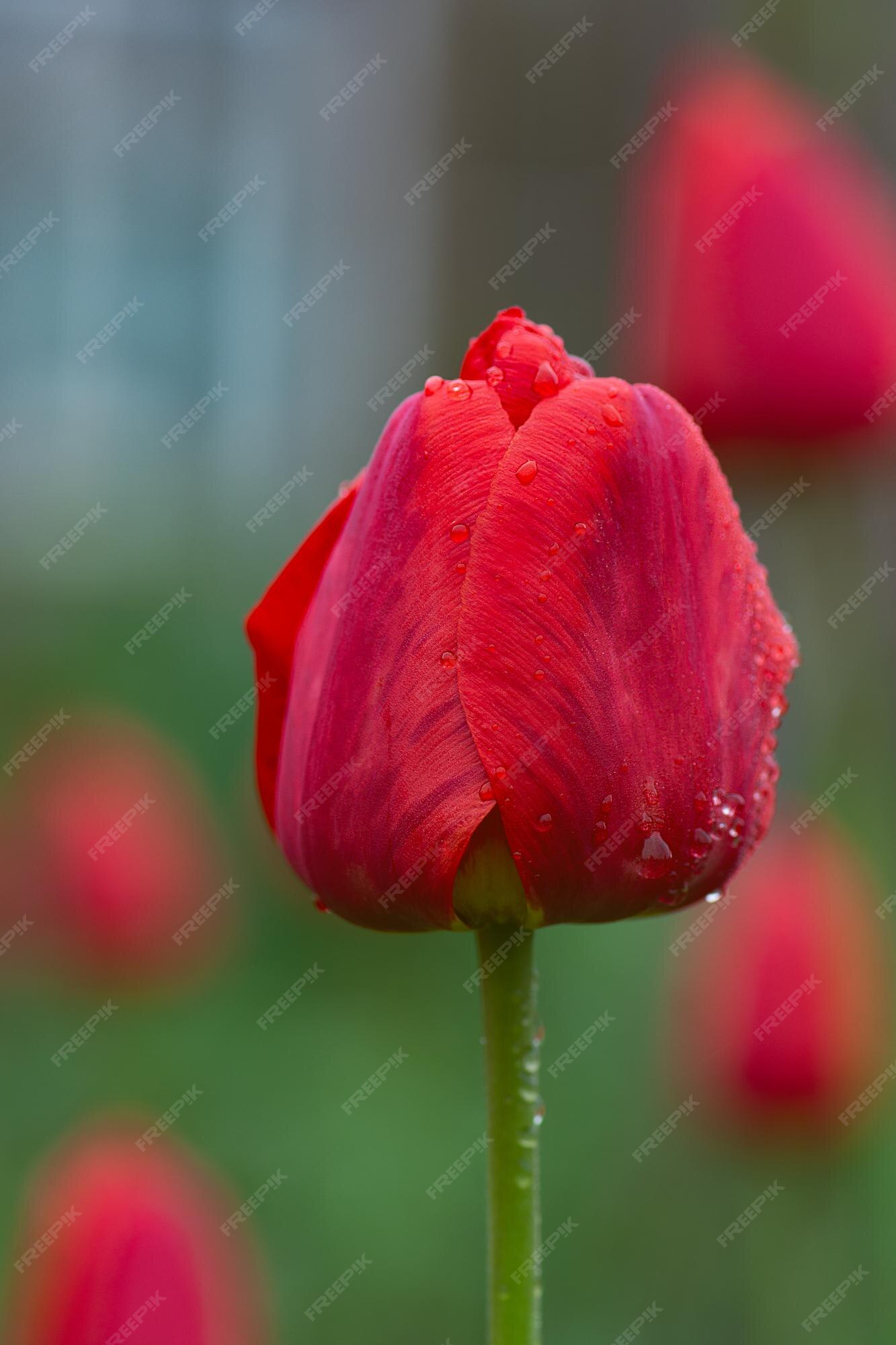 Flores de tulipas vermelhas florescem tulipa vermelha no canteiro de flores  | Foto Premium