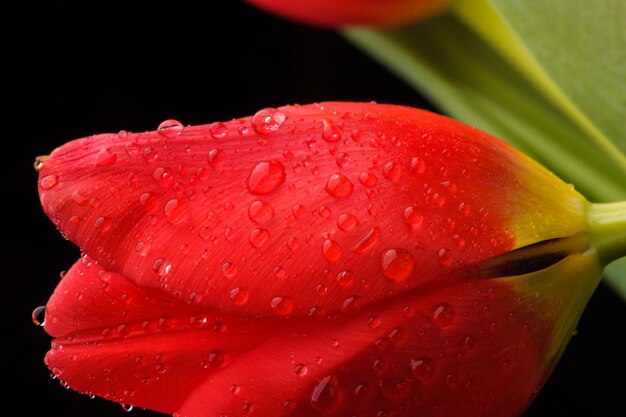 Flores de tulipas vermelhas isoladas no fundo branco