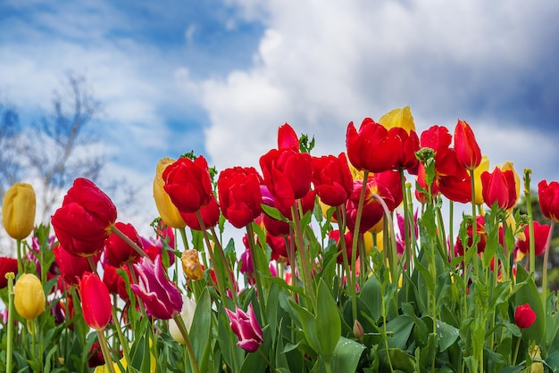 Flores de tulipas vermelhas