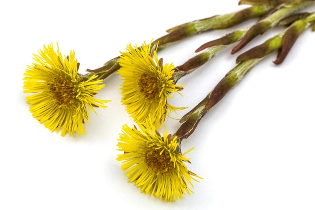 Foto flores de tussilago farfara isoladas em fundo branco