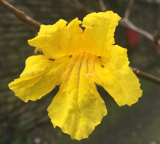 Flores de um lapacho amarelo