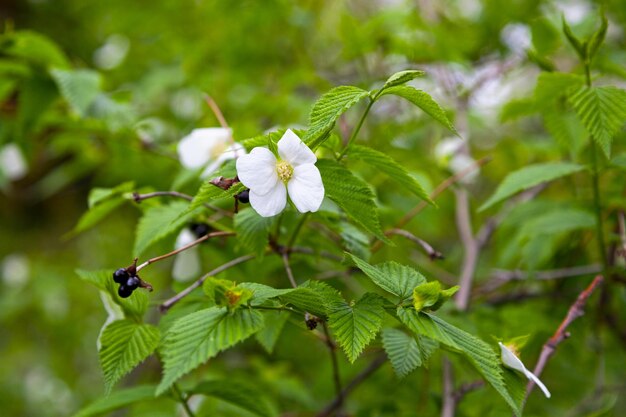 Flores de um Rhodotypos scandens