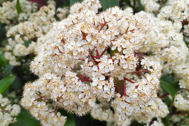 Foto flores de um sorbus aucuparia