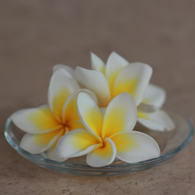 Foto flores de uma árvore tropical plumeria