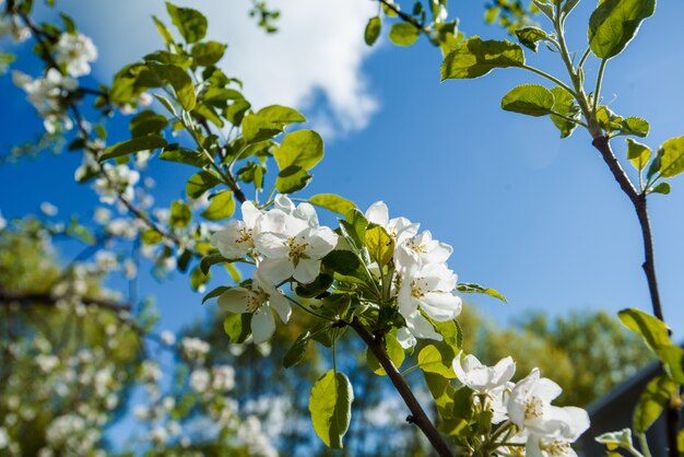 Flores de uma árvore uma maçã