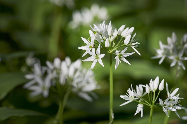 flores de uma grama