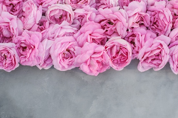 Flores de uma rosa claro em um fundo cinza cópia espaço casamento dia das mulheres dia dos namorados