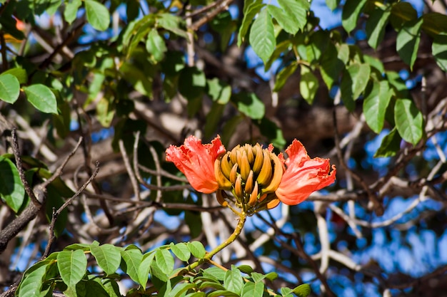 Foto flores de uma spathodea campanulata