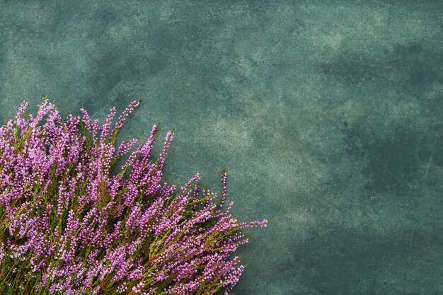 Flores de urze comum rosa sobre fundo verde. Copie o espaço para texto, vista superior. Postura plana, foco seletivo