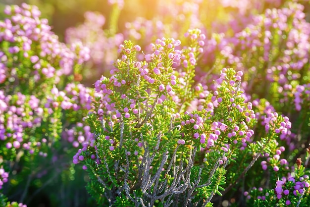 Flores de urze desabrochando