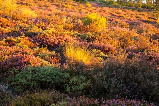 Flores de urze na zona rural espanhola