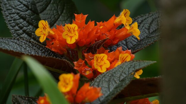 Foto flores de várias cores bonitas