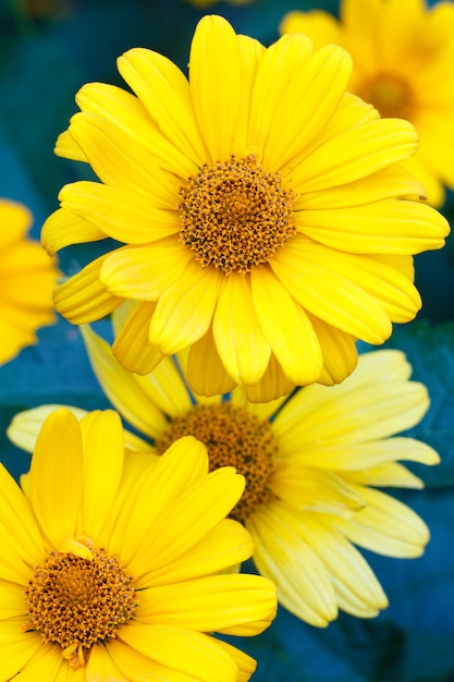 Foto flores de verão amarelo no jardim com fundo borrado de folhas verdes. vista do topo. profundidade superficial de campo. fundo natural