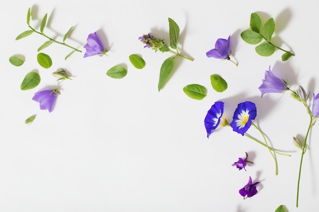 Flores de verão azul sobre fundo branco