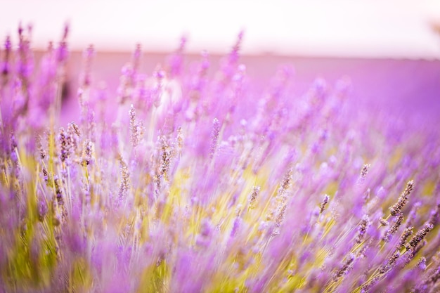 Flores de verão de fantasia de sonho, lavanda florescendo na luz do pôr do sol, natureza abstrata e colorida.