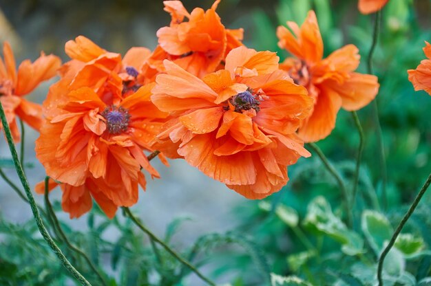 flores de verão em um fundo de grama verde