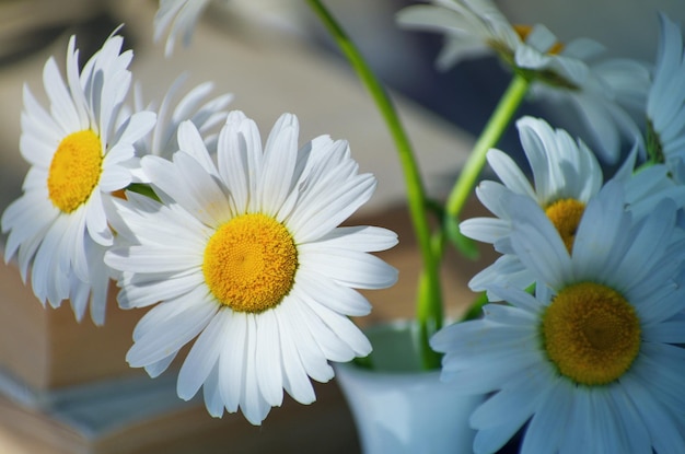 Flores de verão flores de camomila