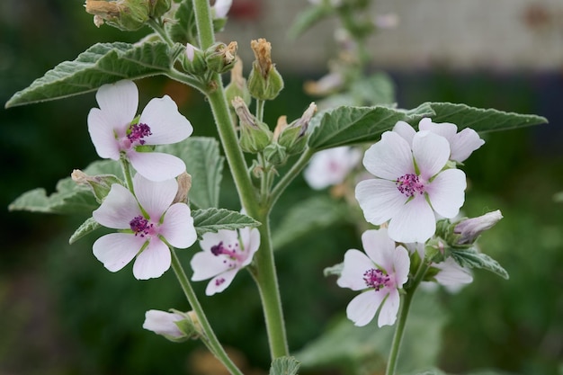 Foto flores de verão malva do pântano