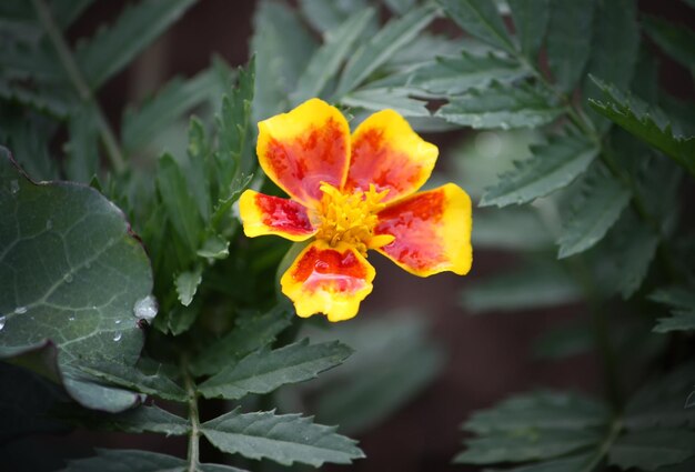 Flores de verão Tagetes desabrochando no jardim